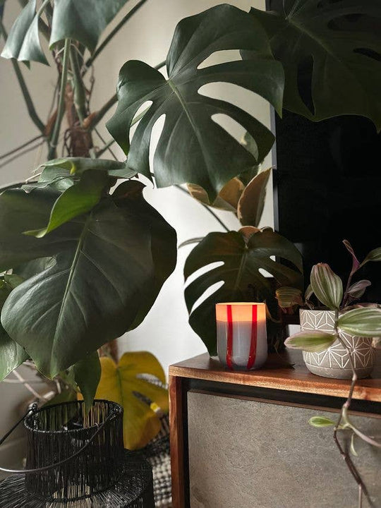 Indoor plants on a wooden shelf with a candle and decorative items.