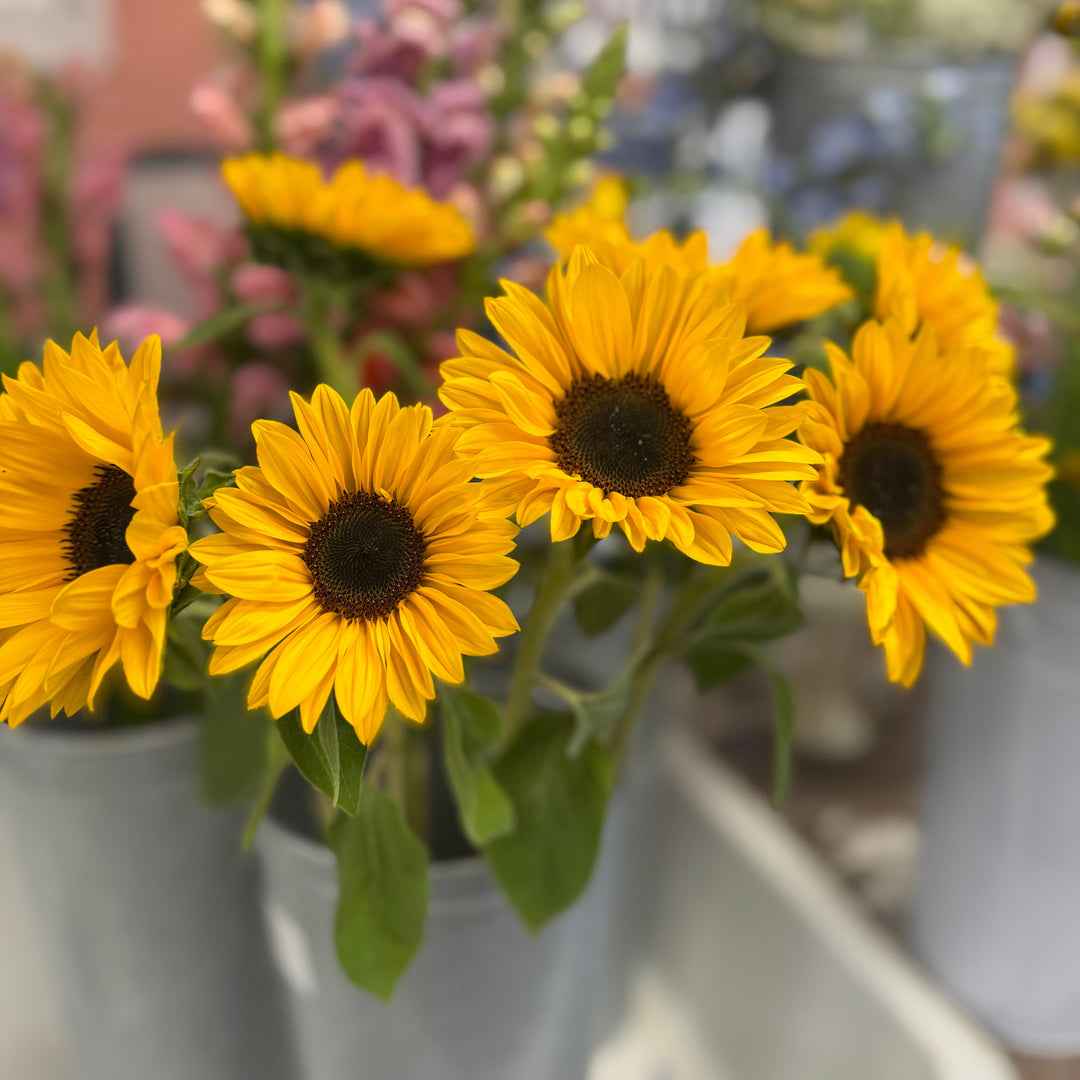 Bouquet of sunflowers in a pot with blurred background