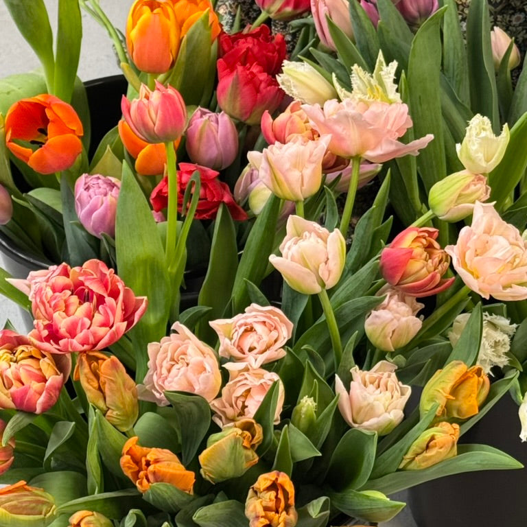 farmer tulips
