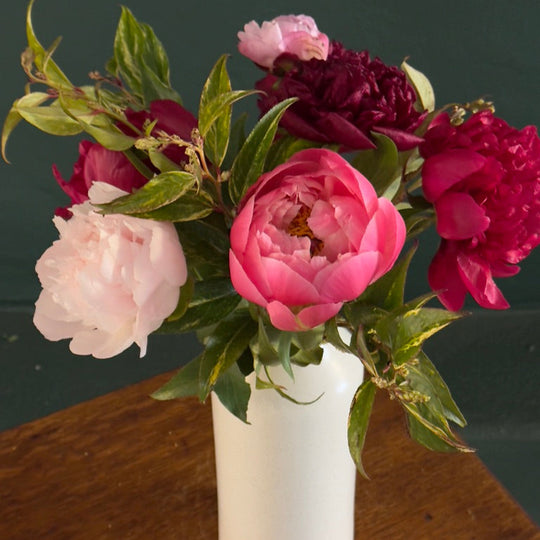 the peonies