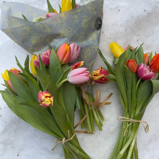 farmer tulips