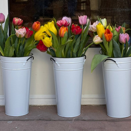 farmer tulips