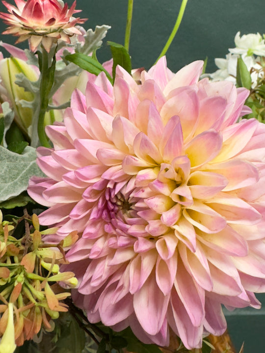 the dahlias