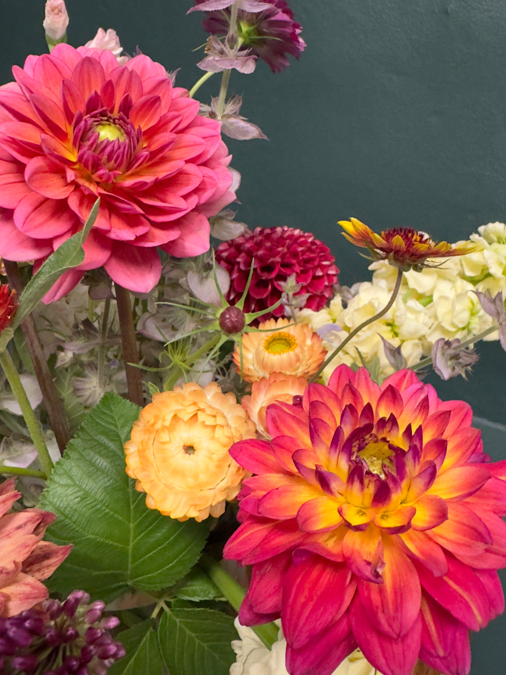 the dahlias