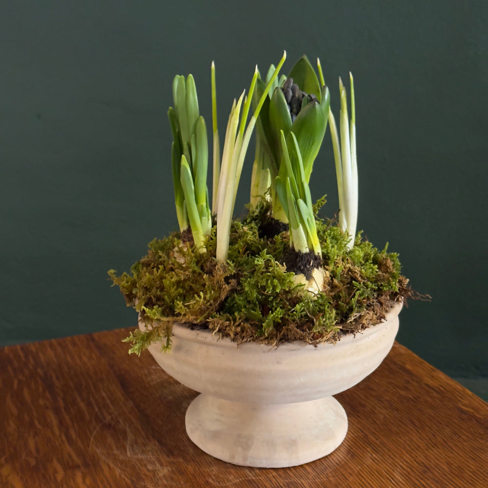 flowering bulbs garden in a terracotta pot with moss.
