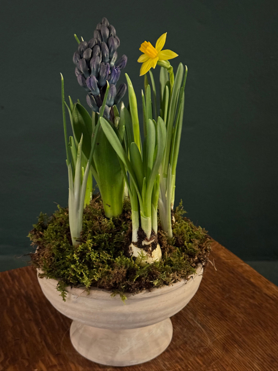 Potted plant with purple hyacinths and a yellow daffodil on a wooden surface.