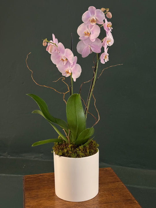 Pink orchid plant in a white pot on a wooden surface with a dark background