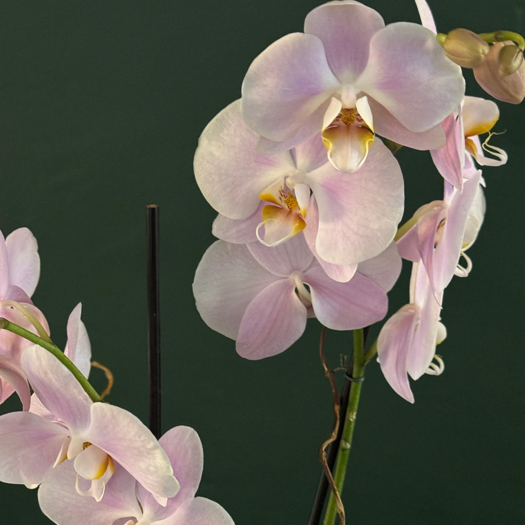 Close-up of pink orchids against a dark background