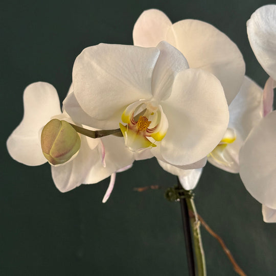 Close-up of a white orchid flower against a dark background