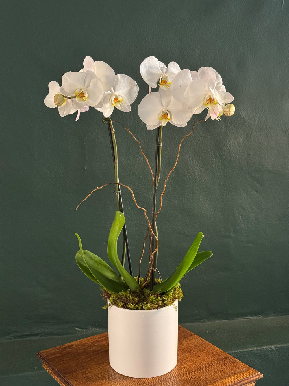 White orchid plant in a white pot on a wooden surface with a dark green background