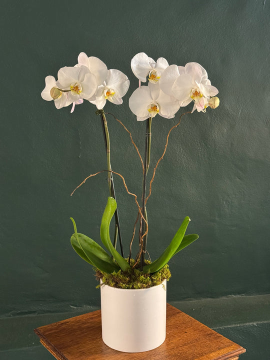 White orchid plant in a white pot on a wooden surface with a dark green background