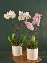 Two potted orchids, one white and one pink, on a wooden surface with a dark green background.