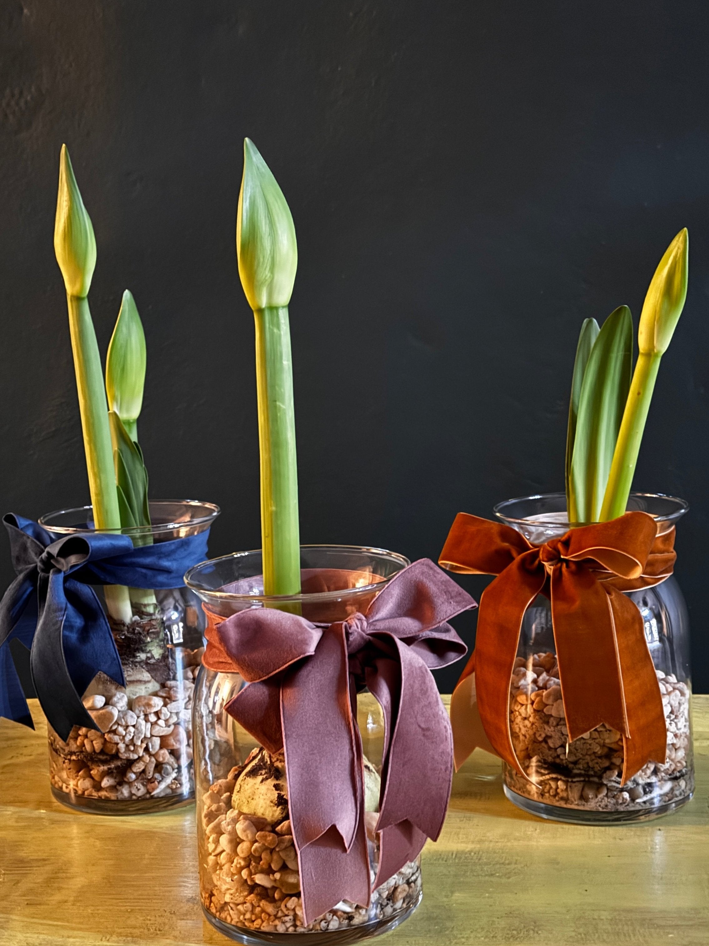 3 individual glass vases with velvet  bows each containing a ready to bloom Amaryllis.