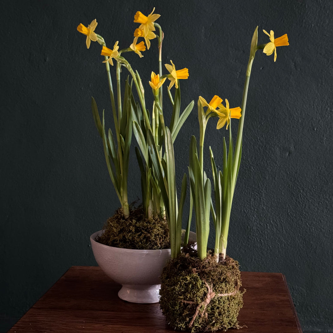 Yellow flowers in a white vase on a dark background