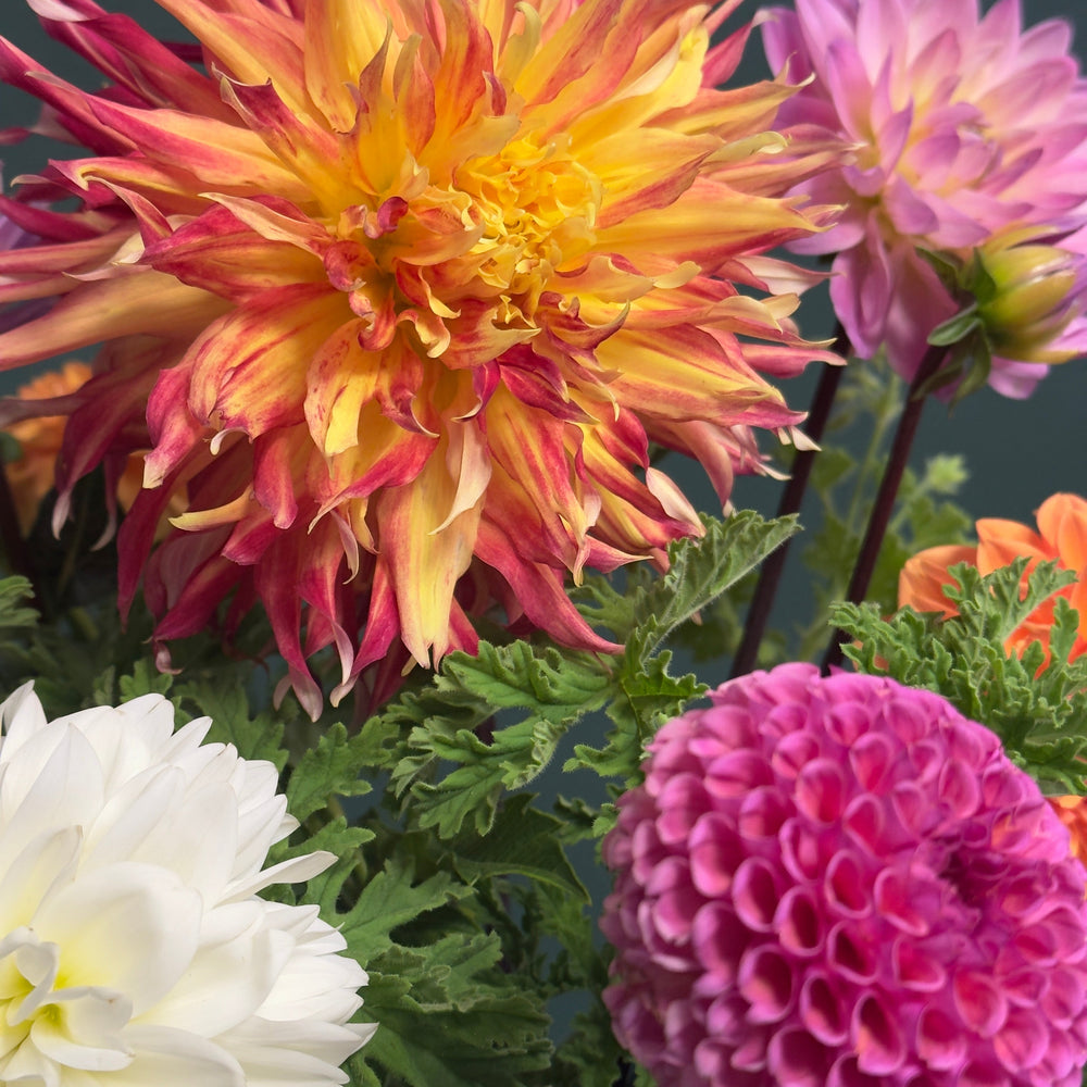 A group of colorful dahlia flowers arranged with geranium greens-one bright orange with red tips, one soft pink with a white center, one fully white and one round dark magenta flower head.
