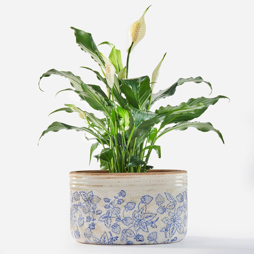 Stoneware Oval Botanical Planter - Large