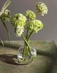 Fresh green hydrangea blooms in a clear glass vase, perfect for seasonal floral arrangements.